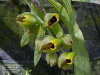 Catasetum macrocarpum